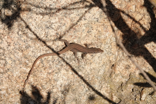 Green Iberian Wall Lizard