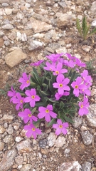 Primula angustifolia