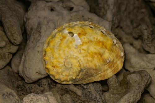 Haliotis ovina observed 2026-09-23