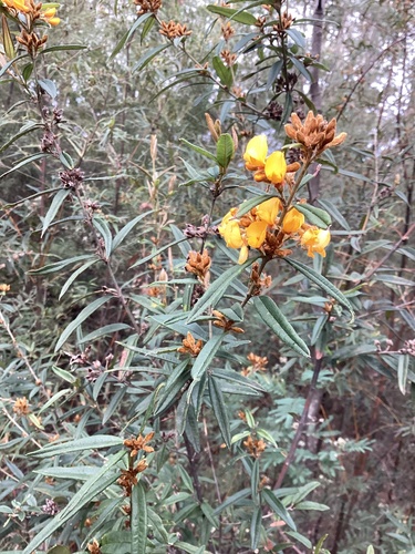 Oxylobium arborescens observed 2026-09-24
