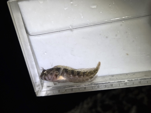 Yatabe Blenny