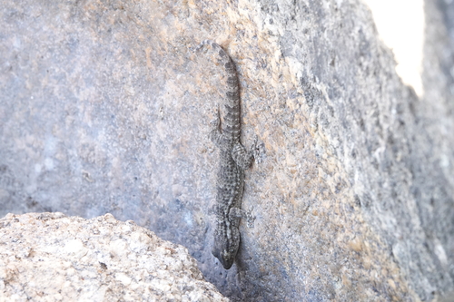 Moorish Gecko