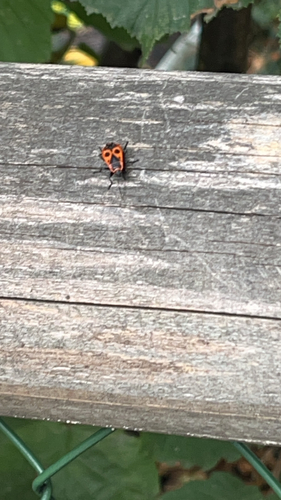 European Firebug