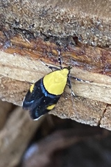 Oecophora bractella