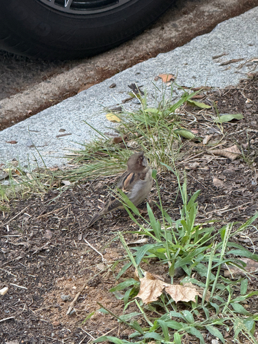 House Sparrow