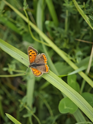 Small Copper