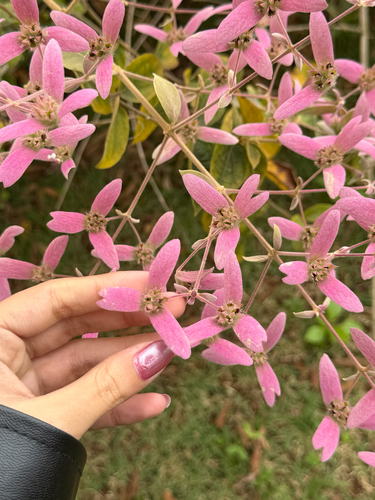 Congea tomentosa observed 2026-09-24