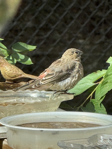 House Finch