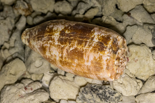 Conus geographus observed 2026-09-23
