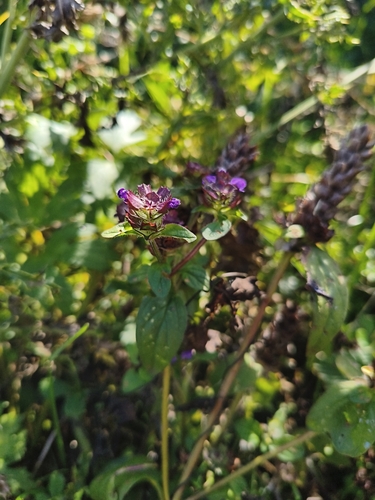 common selfheal