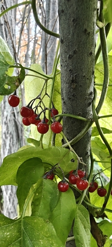 bittersweet nightshade