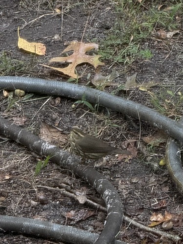 Northern Waterthrush