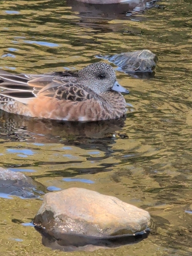 American Wigeon