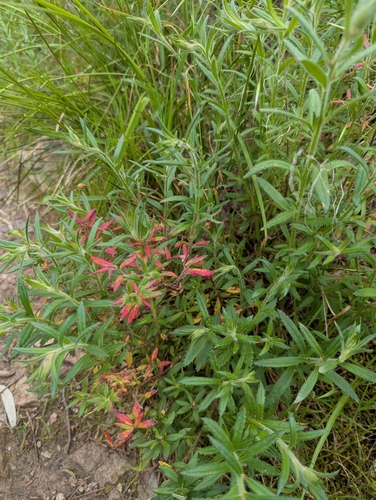 hill raspwort