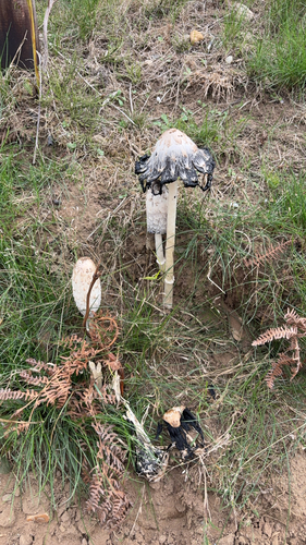 Shaggy Mane