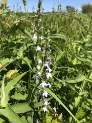Lobelia spicata