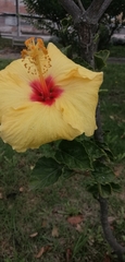 Hibiscus rosa-sinensis