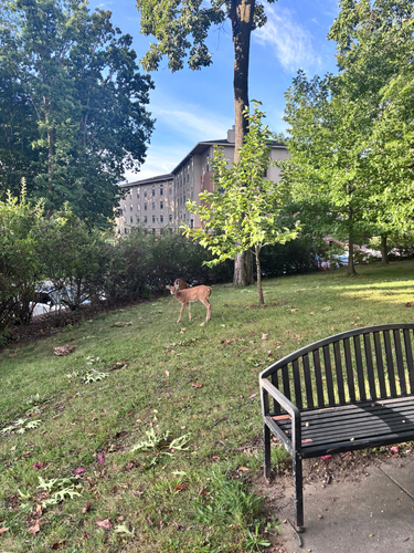 White-tailed Deer