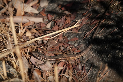 Large Psammodromus