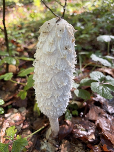 Shaggy Mane