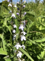 Lobelia spicata