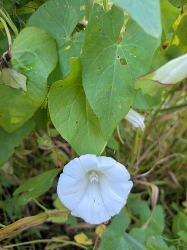 hedge bindweed