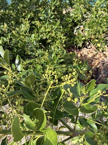 Japanese spindle tree
