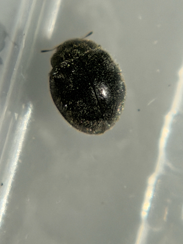 Rhyzobius forestieri
