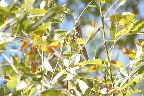 Egyptian Bird Grasshopper