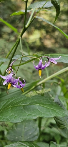 bittersweet nightshade