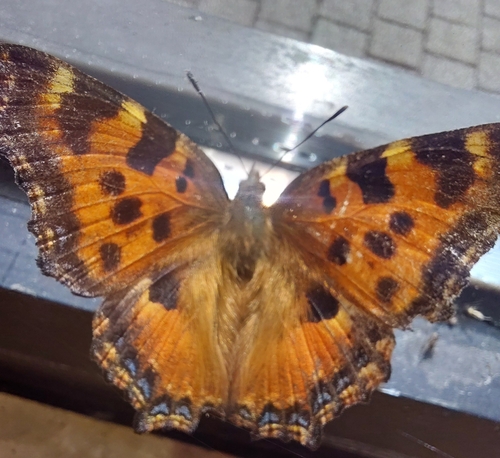 Large Tortoiseshell