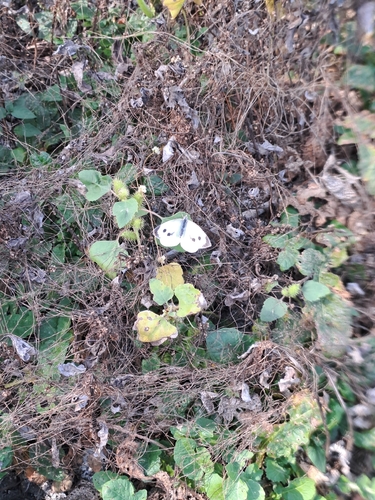 Large White