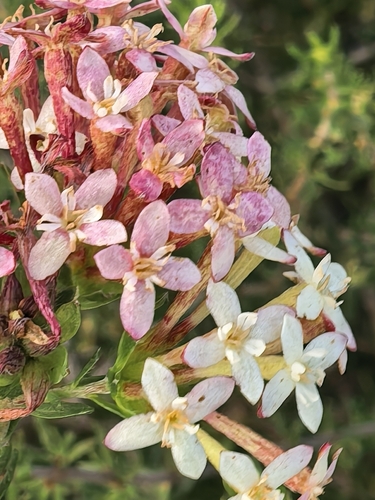 Gnidia squarrosa