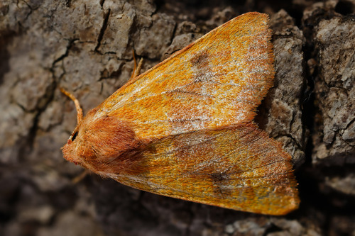 Centre-barred Sallow