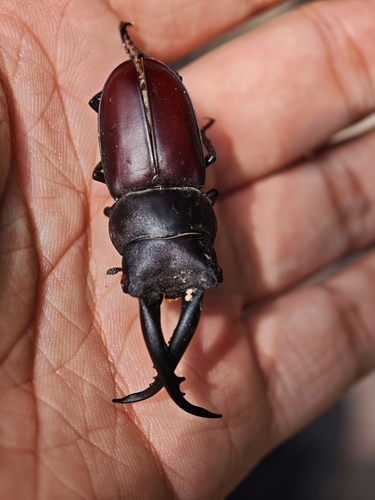 Epidorcus gracilis