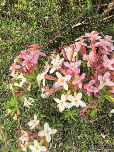 Gnidia squarrosa, photograph 2