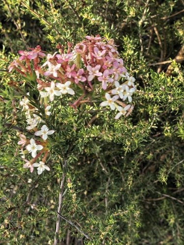 Gnidia squarrosa, photograph 3