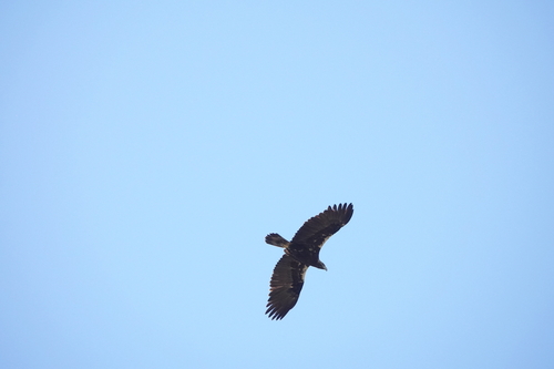 Spanish Eagle