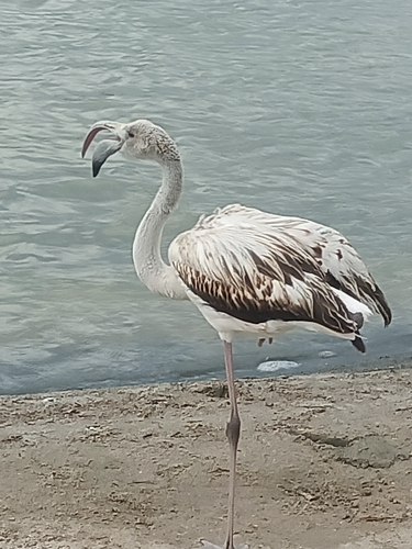 Greater Flamingo