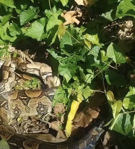 Boa Constrictor