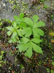 Hydrophyllum tenuipes