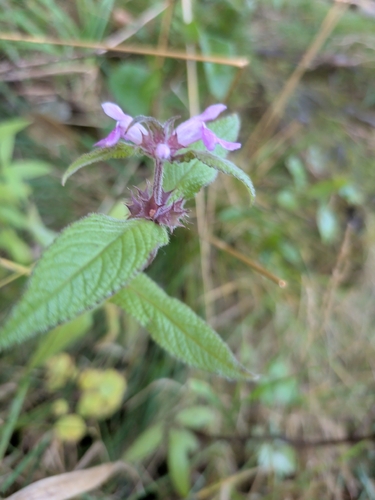 Marsh Woundwort