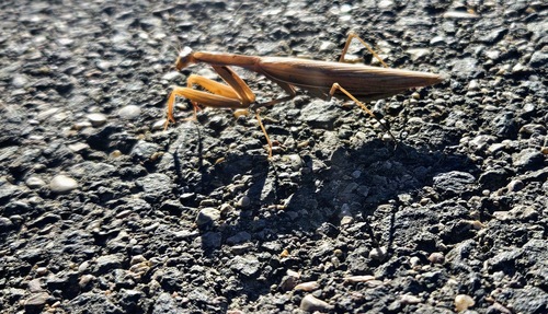 European Mantis
