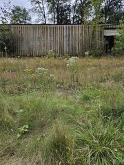 Panicum capillare, photograph (c) Chris Poling, some rights reserved (CC BY)