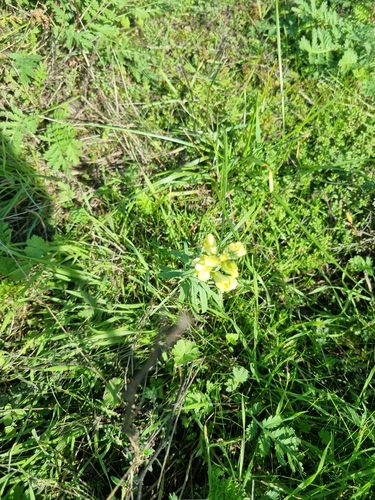 common toadflax