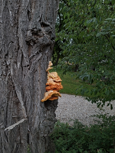 chicken of the woods