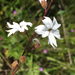 San Francisco Woodland-Star - Photo (c) Liam O'Brien, some rights reserved (CC BY-NC), uploaded by Liam O'Brien