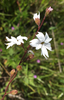 San Francisco Woodland-Star - Photo (c) Liam O'Brien, some rights reserved (CC BY-NC), uploaded by Liam O'Brien