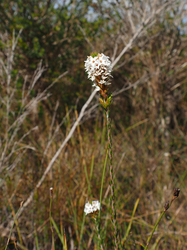 Epacris lanuginosa