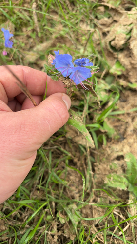 viper's-bugloss